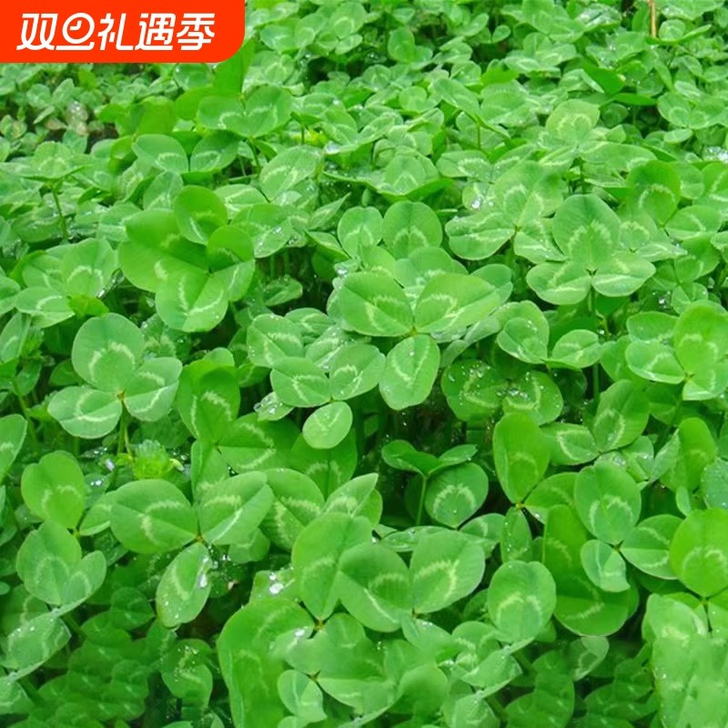 进口白三叶草种子红三叶白三叶种籽四季常青耐热耐寒绿化草坪草籽