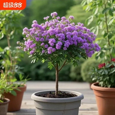 文冠花花卉盆栽树苗室内阳台庭院耐寒耐旱四季好养植物重瓣可食用