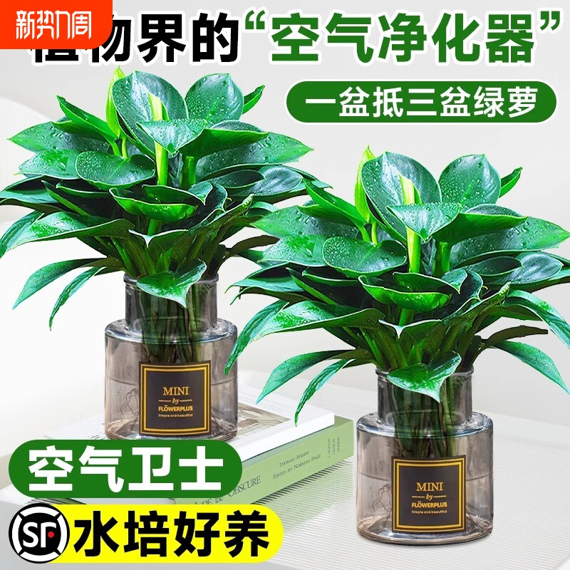 大叶金钻水培植物绿公主盆栽室内好养绿萝吸除甲醛四季花卉绿植