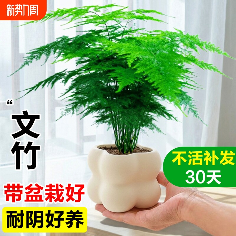 文竹小盆栽室内竹子盆景特大号老桩绿植物摆件办公室桌面四季客厅