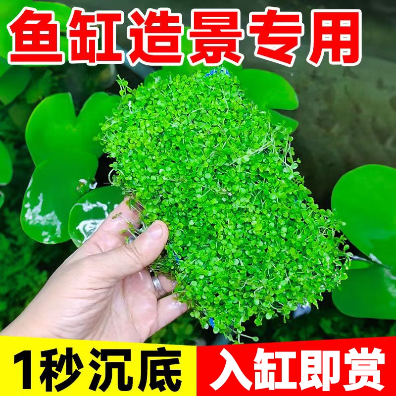 爬地矮珍珠水草鱼缸造景净化水质