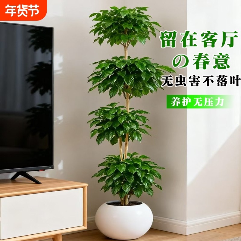 幸福树客厅大盆栽老桩植物高级感室内落地大型绿植盆景好养活专业