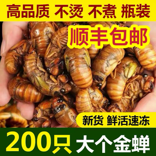 2026山东大知了猴新鲜现抓活体金蝉冷冻结了龟爬叉猴蛹顺丰包邮