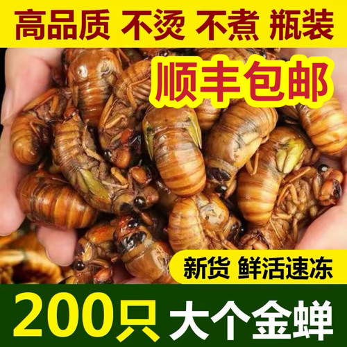 2026山东大知了猴新鲜现抓活体金蝉冷冻结了龟爬叉猴蛹顺丰包邮