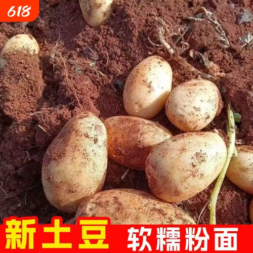 正宗黄皮土豆农家新鲜现挖