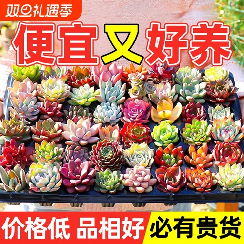 便宜又好养的多肉，清仓！！！