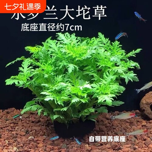 水罗兰坨草鱼缸造景水草绿植阴性后景净水增氧水草新手懒人好养活