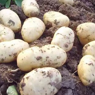 洋芋黄心土豆 黄皮土豆新鲜现挖 贵州特产家自种 2026年