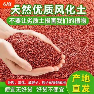 金弹子多肉兰花雀舌黄杨天然酸性专用土风化土风化石颗粒土壤种植