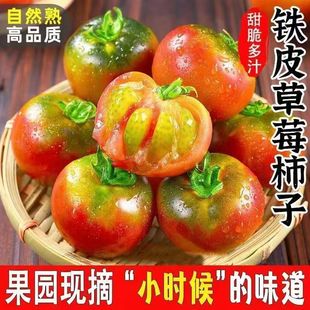 超正宗丹东盐碱地柿子新鲜水果绿腚铁皮番茄草莓西红柿东北包邮