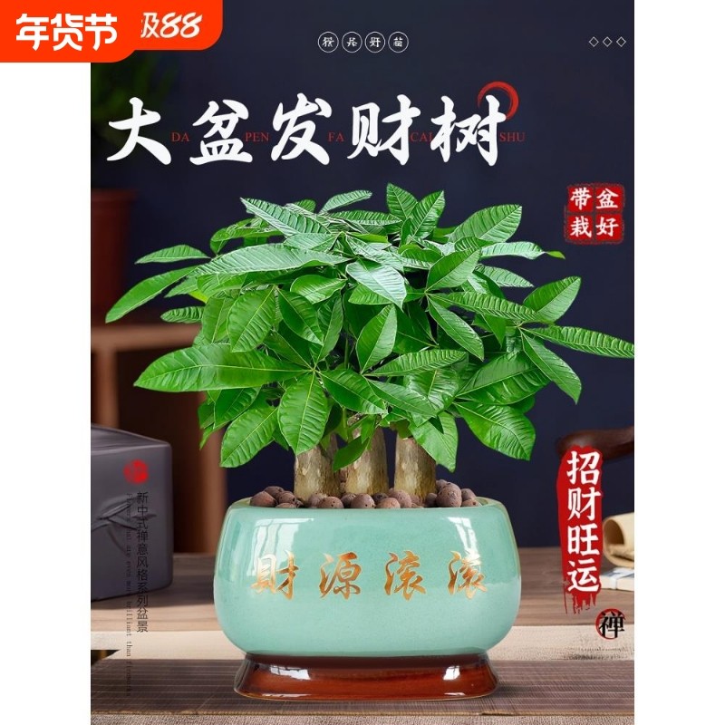 发财树小盆栽客厅盆景办公室内桌面旺宅绿植开业送礼四季常青好养