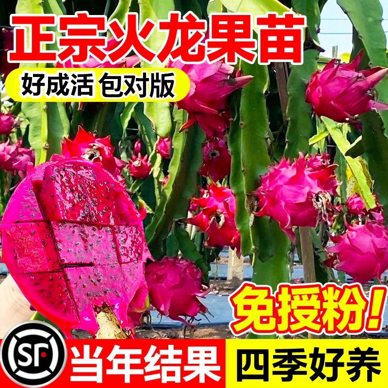 火龙果苗果树红肉火龙果室内外盆栽种植白心黄金燕窝红好养结果