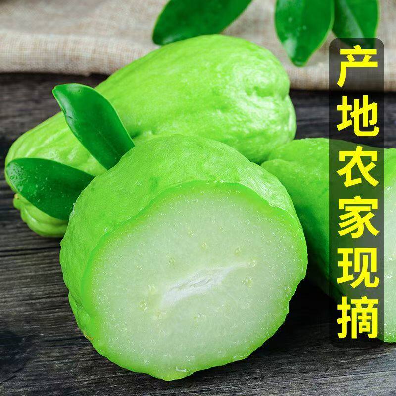 云南现摘新鲜佛手瓜批发窝瓜洋瓜丰收当季农家蔬菜丝瓜自种寿瓜
