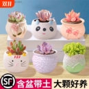 多肉植物组合盆栽陶瓷花盆土办公室花卉绿植办公桌客厅好养种植