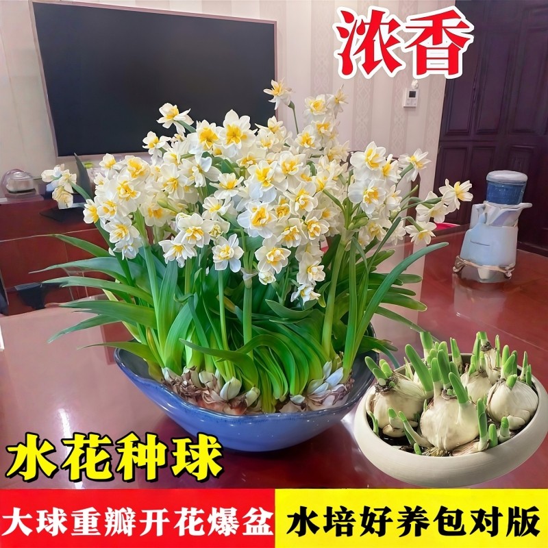 重瓣水仙花种球水养盆栽秋冬开花卉植物室内花绿植水培好养带花苞