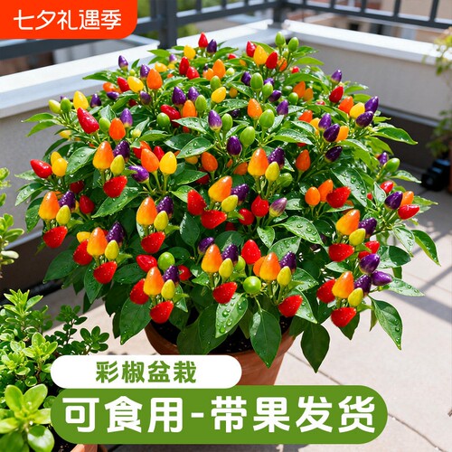 七彩辣椒盆栽带果绿植可食用室内植物阳台朝天椒菜秧苗室外客厅