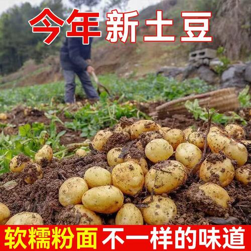 恩施小土豆现挖高山新鲜