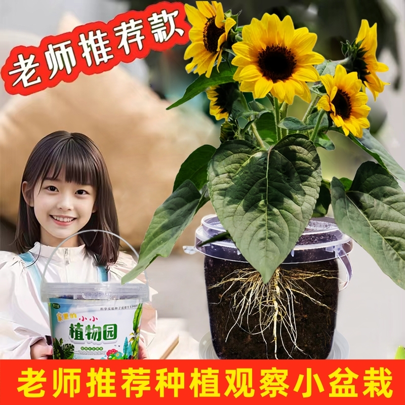 儿童种植小盆栽向日葵种子凤仙花种籽实验透明种植太阳花种子套装 鲜花速递/花卉仿真/绿植园艺 家庭园艺种子 原图主图