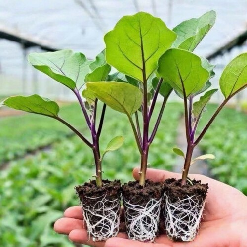 茄子苗蔬菜幼苗秧苗紫长茄紫圆茄各种蔬菜辣椒番茄苗盆栽蔬菜幼苗