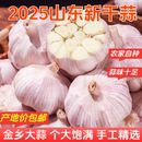 产地价山东紫皮大蒜头批发新鲜干蒜大蒜批发价金乡大蒜头 包邮