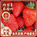 正宗丹东99草莓新鲜东港红颜九九奶油大草莓孕妇水果大果 礼盒 包邮