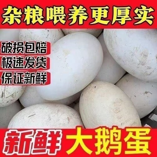 正宗散养鹅蛋新鲜发货