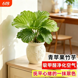 青苹果竹芋绿植水培水养盆栽阔叶耐阴绿植幼儿园室内绿植观叶孔雀