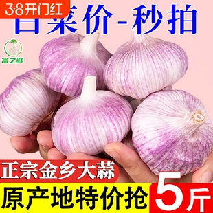 产地价山东紫皮大蒜头干蒜农家自种火锅蔬菜红皮大蒜新鲜种植自提