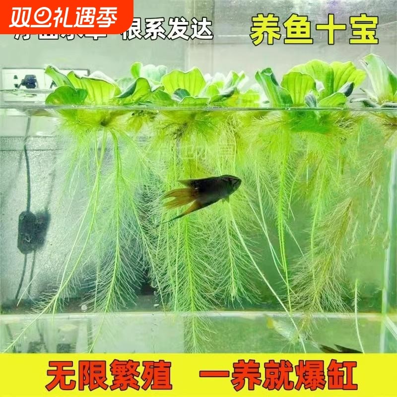 水芙蓉水培浮萍植物鱼塘庭院造景绿植鱼缸养鱼净化水质真水草浮萍