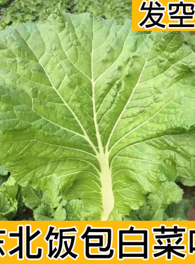 发空运饭包叶打包专用叶蘸酱菜白菜叶农家自种蔬菜新鲜大白菜