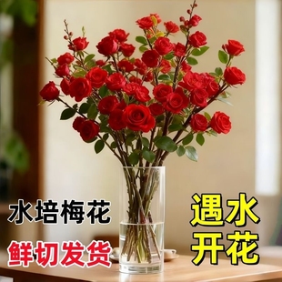 【遇水开花】浓香型水培鲜切梅花干枝带花苞室内耐寒花卉绿植年宵