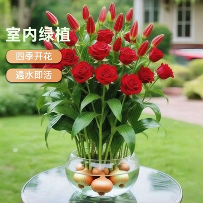 浓香水培玫瑰花室内懒人