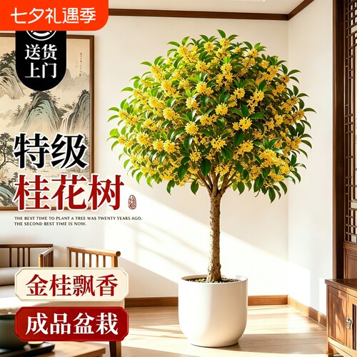桂花树苗四季桂盆栽浓香客厅室内花卉绿植高级感盆景老桩好养开花