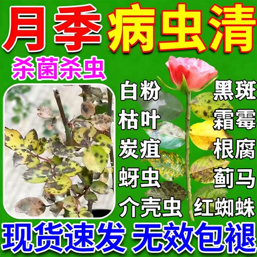 月季花病虫害常用药白粉病黄叶黑斑蚜虫枯枝病红蜘蛛专用营养肥B