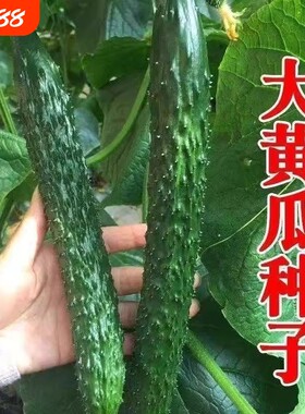 绿心黄瓜种子强雌耐热水黄瓜种籽油亮绿心四季高产阳台盆栽菜种子