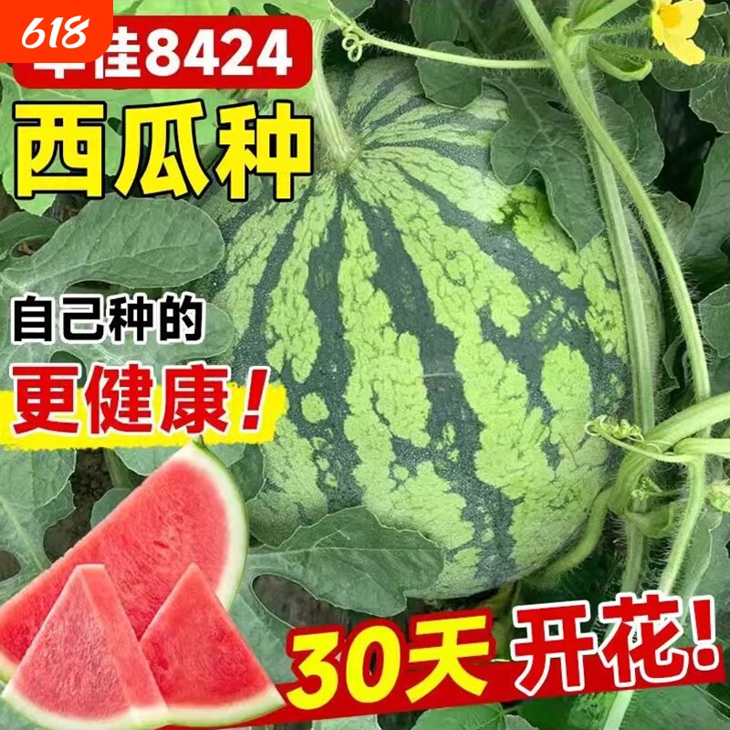 早佳8424西瓜种子种籽特大美都麒麟瓜高产春季嫁接苗秧孑大全秧苗