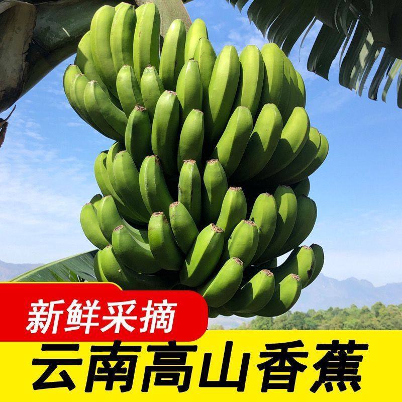 云南新鲜甜糯香蕉高山薄皮香蕉青皮香蕉新鲜水果超甜香蕉整袋包邮,水产肉类/新鲜蔬果/熟食,香蕉,淘宝优惠券,粉丝福利购,淘宝优惠卷