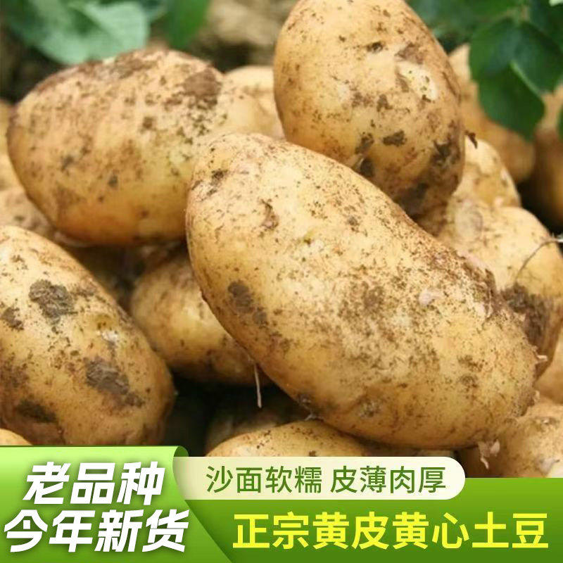贵州黄心土豆洋芋马铃薯2026年当季新鲜现挖粉糯黄皮老品种开花