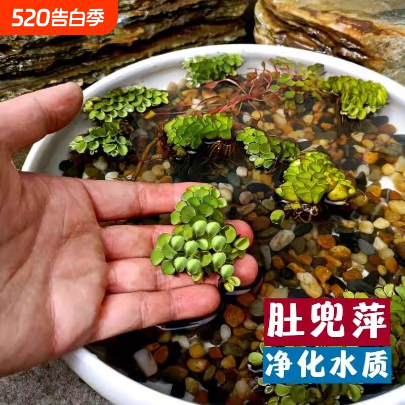 肚兜萍浮萍水生植物水培鱼塘鱼池躲避鱼缸养鱼虾净化水质增氧水草