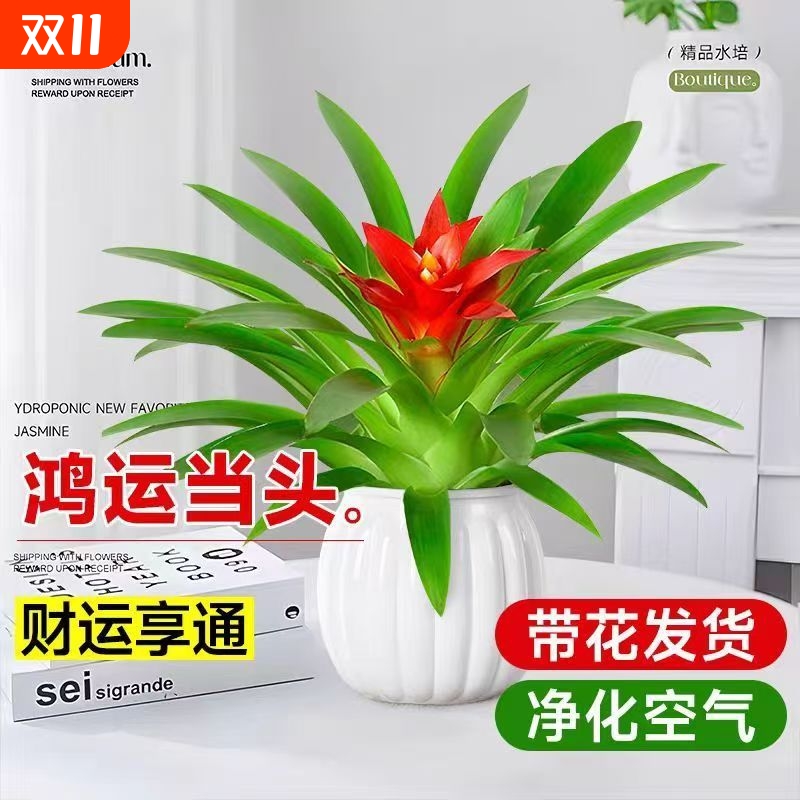 鸿运当头花盆栽小红星花卉室内绿植水培新款带花客厅自吸水驱蚊