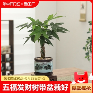 五福辫子发财树带盆栽好送礼室内植物客厅办公桌摆件招财绿植三杆