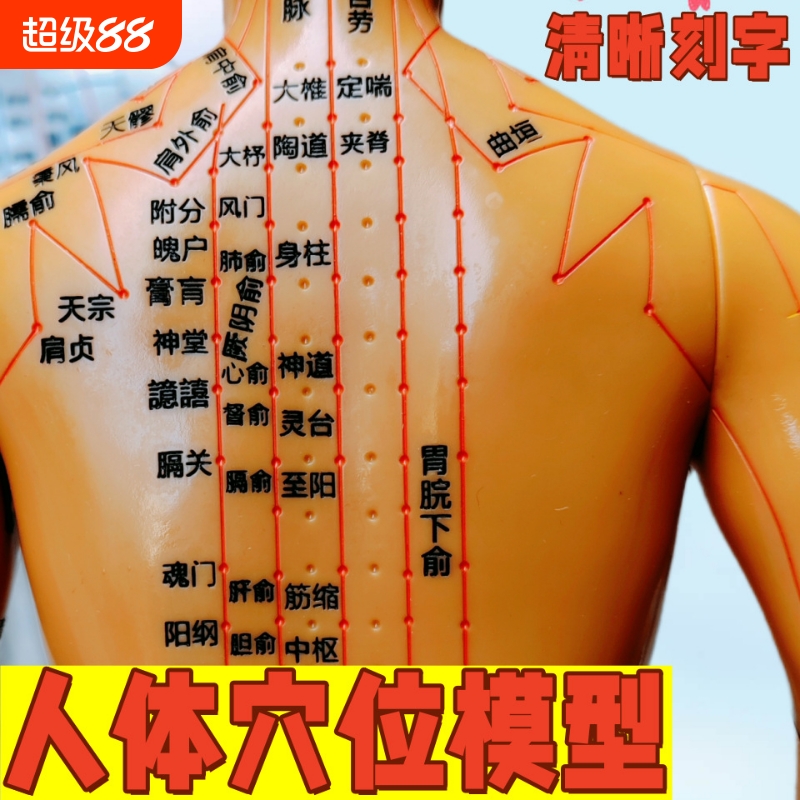 中医针灸穴位人体经络模型全身