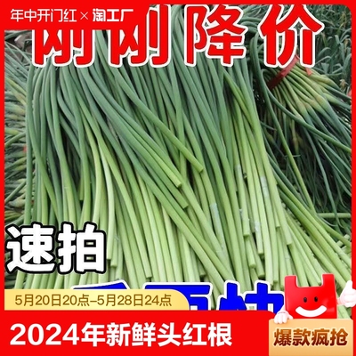【今年新货】新蒜苔2024新鲜蒜苔嫩蒜苔新鲜批发蒜薹蒜毫当季蔬菜