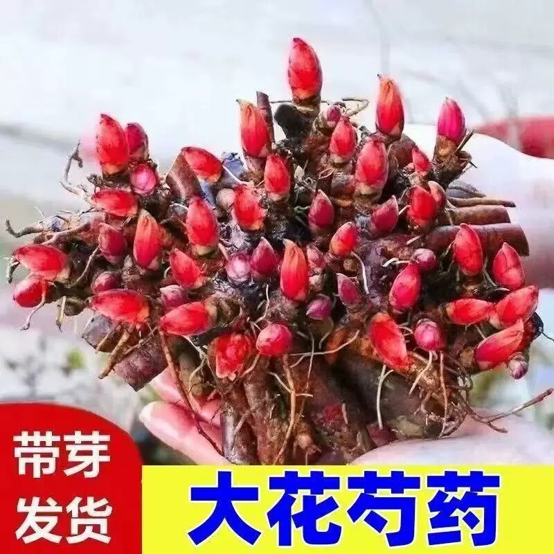 重瓣芍药花苗阳台盆栽绿植花卉花图片