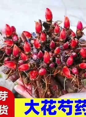 重瓣芍药花苗阳台盆栽绿植花卉花
