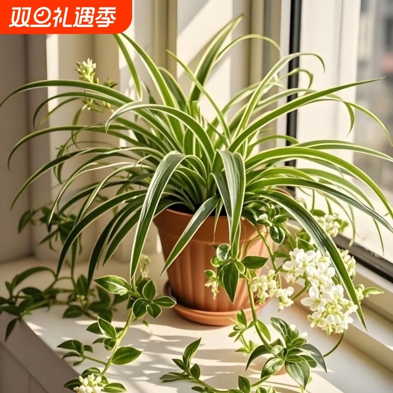 金边金心青叶吊兰盆栽四季办公室水培植物花卉客厅大盆阳台桌面