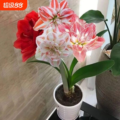 四季开花进口荷兰重瓣朱顶红种球阳台庭院浓香型花卉绿植盆栽植物