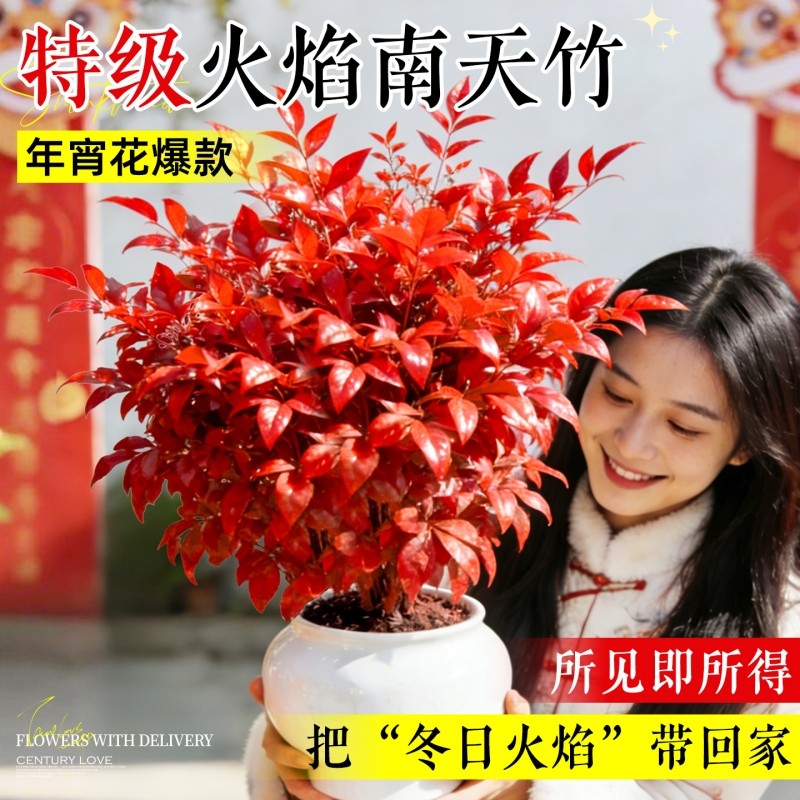 火焰南天竹盆栽年宵花桌面室内耐寒水培好养绿植花卉老桩新年鲜花