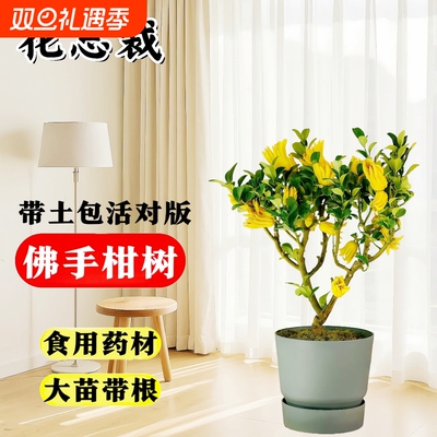金华佛手柑可食用30天养死包赔