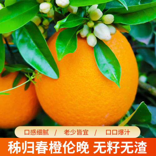 秭归伦晚春橙新鲜水果现摘直发孕妇水果橙子正宗纯甜包邮脐橙整箱